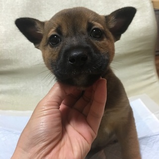 保健所からレスキューした子犬②