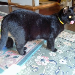 「似た者同士？」サムネイル2