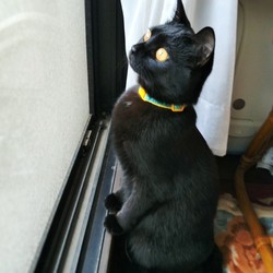 「似た者同士？」サムネイル3