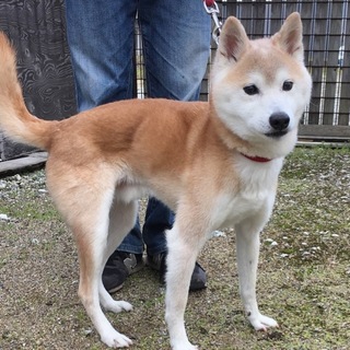 人懐っこい柴犬 オス