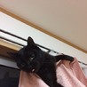 uezono