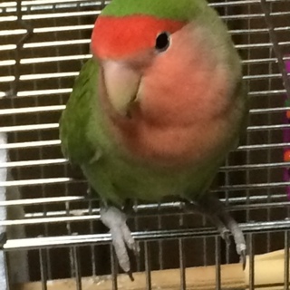 里親決定・ご応募ありがとうございました