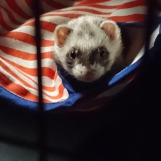 愛情を注げる方のみの募集です。