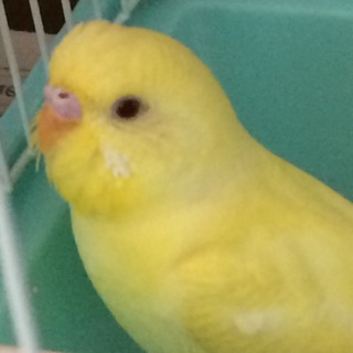 里親決定、ご応募ありがとうございました