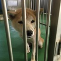 里親決定！有難うございました！人懐こい柴mix