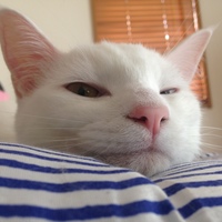 田中かりん