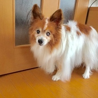 パピコ