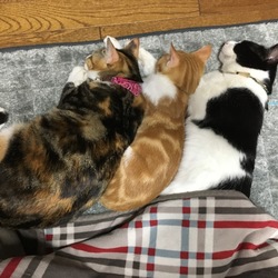 あこがれの川の字(=^ェ^=)