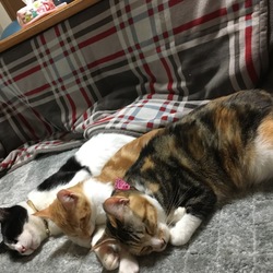 「あこがれの川の字(=^ェ^=)」サムネイル2