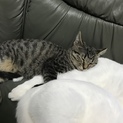 急募です！どなたかお願いします！