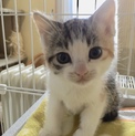 可愛い三毛猫ちゃん
