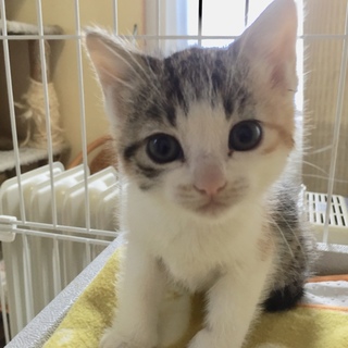 可愛い三毛猫ちゃん