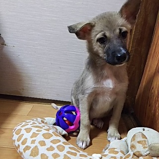 保健所救出犬！里親様緊急募集！！