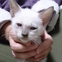シャム猫柄のおっとり系2ヶ月シャーム君