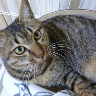 超甘ったれ♪キジトラ男子♪ここにいま～す