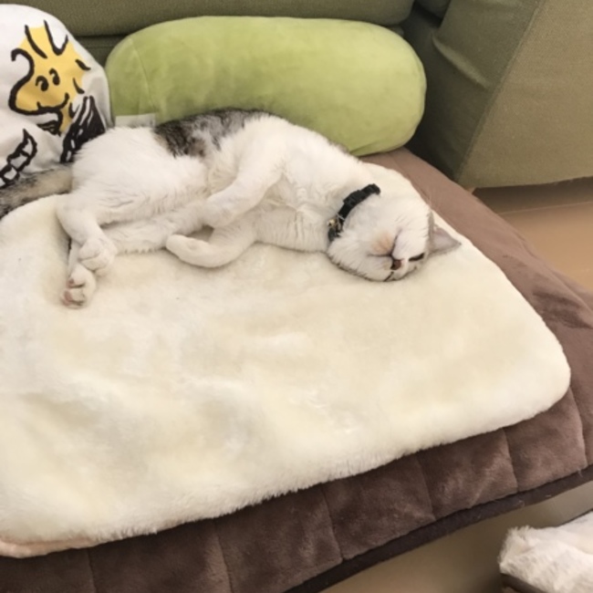シュンヤのカバー写真