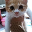 フワモコ茶白のライチくん