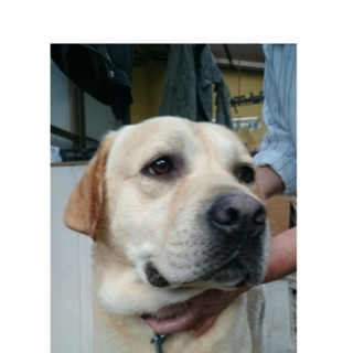 フレンドリーで優しいラブラドール♂