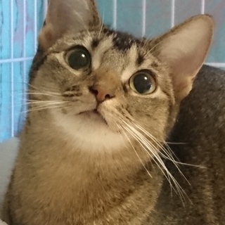 里親様決定！『くるみ』ちゃん