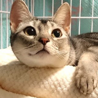 里親様決定！『みるく』ちゃん