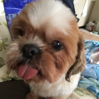 あおい