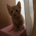 里親募集です