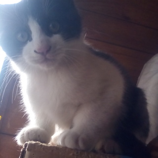 やんちゃ白黒愛嬌有貰い手無ふくまる君状態