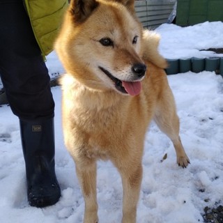 柴犬お譲りします！