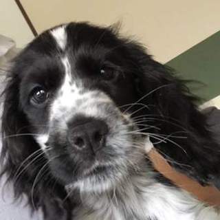 里親募集です(交渉中)