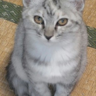 グレートラの女の子