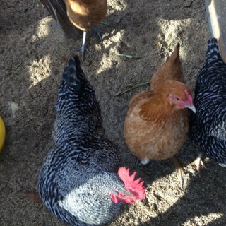 岡崎おうはん　名古屋コーチンペア