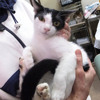 緊急里親募集中！！