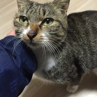 綺麗なお顔立ちの優しい猫です！