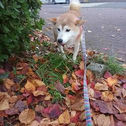 「怪我から１ヶ月を超えて。。」サムネイル2