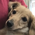 ペロちゃん1歳 ミニチュアダックス 
