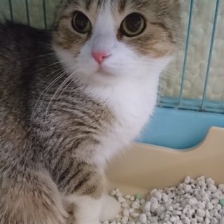 アメリカンカール☆らっきょ☆女の子・4歳・短毛