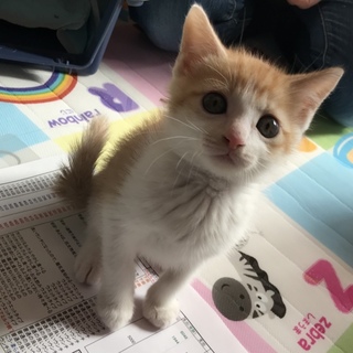 小さな兄妹
