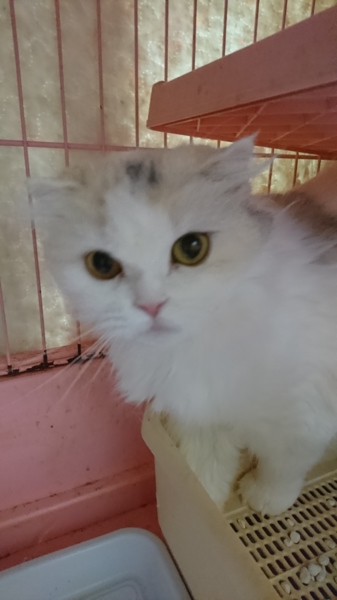 スコf れんげちゃん 女 東京都 猫の里親募集 1061 ペットのおうち 月間利用者150万人