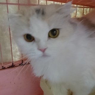 スコF☆れんげちゃん☆女の子・折耳・5歳・中長毛