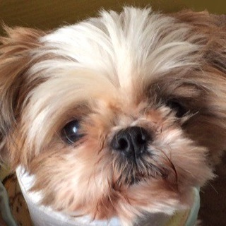 みゅうちゃん　ご飯とお散歩！トイレ◎シニアシーズー