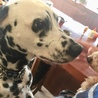 ダルメシアン神奈川県の Tさんの愛犬になりました。 サムネイル3