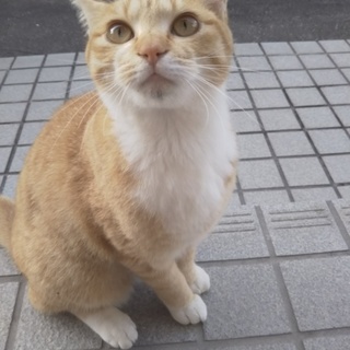 スコティッシュMixねこちゃん里親 募集❗