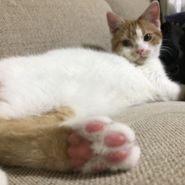 といち516のカバー写真