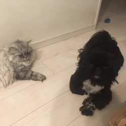 ドタバタ毎日。