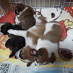 世界遺産の近くで生まれた子犬4姉妹です・・