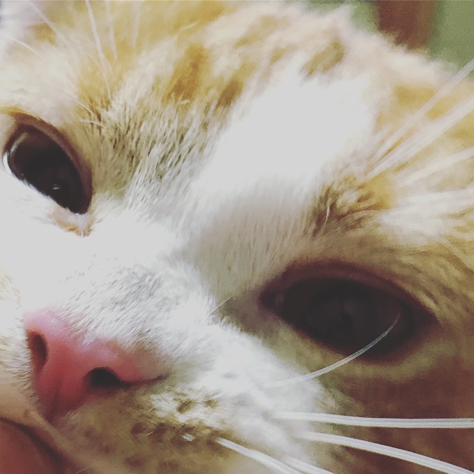 といちのカバー写真