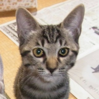 キジトラ★正宗