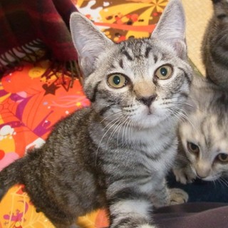  サバトラ★信長