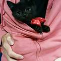 トライアル決定☆まん丸お目目の黒猫くん♂3ヶ月☆