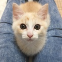 再募集予定★つぶらな瞳のチャイくん